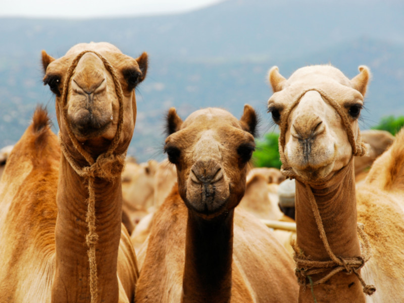 Camellos de los Reyes Magos